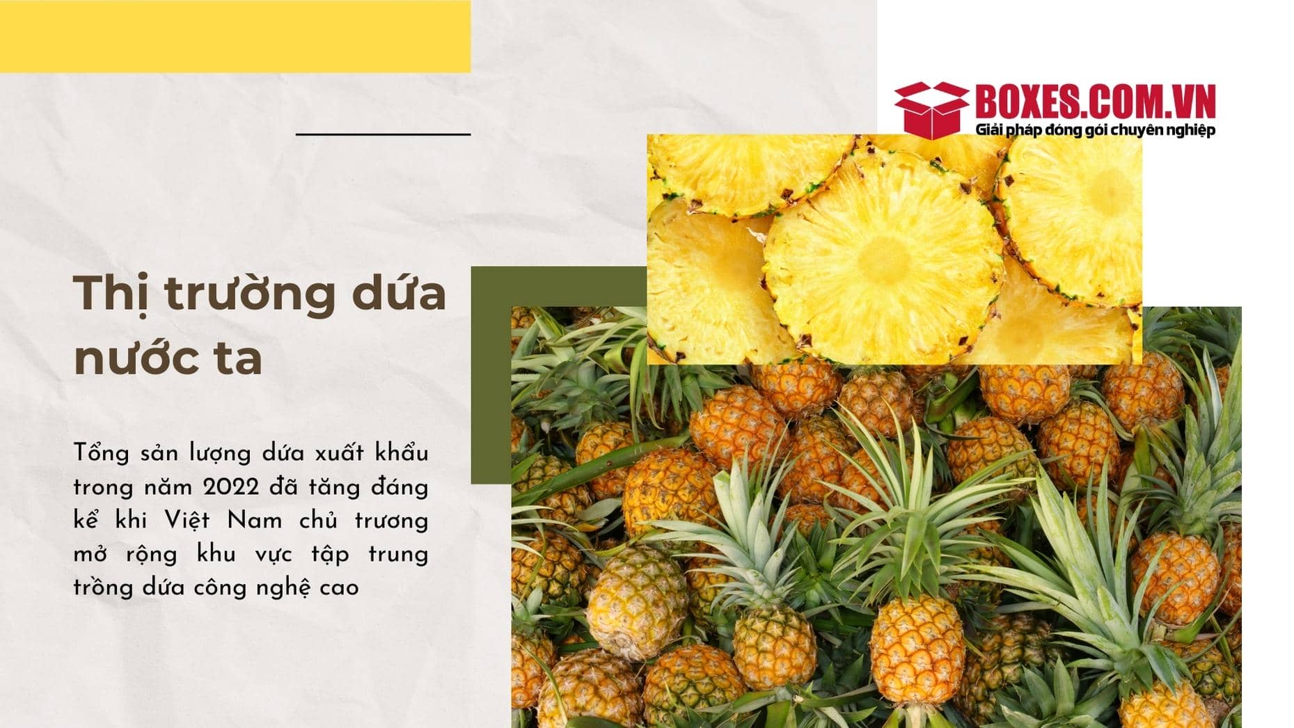 Thực trạng sản xuất khóm nước ta