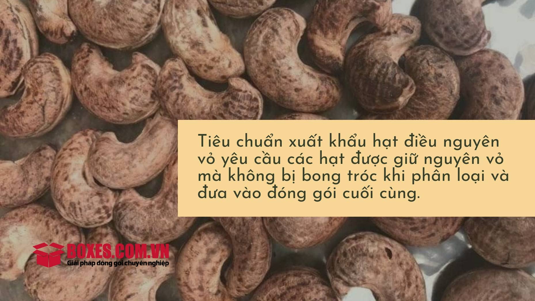 Tiêu chí theo hình dạng của hạt điều