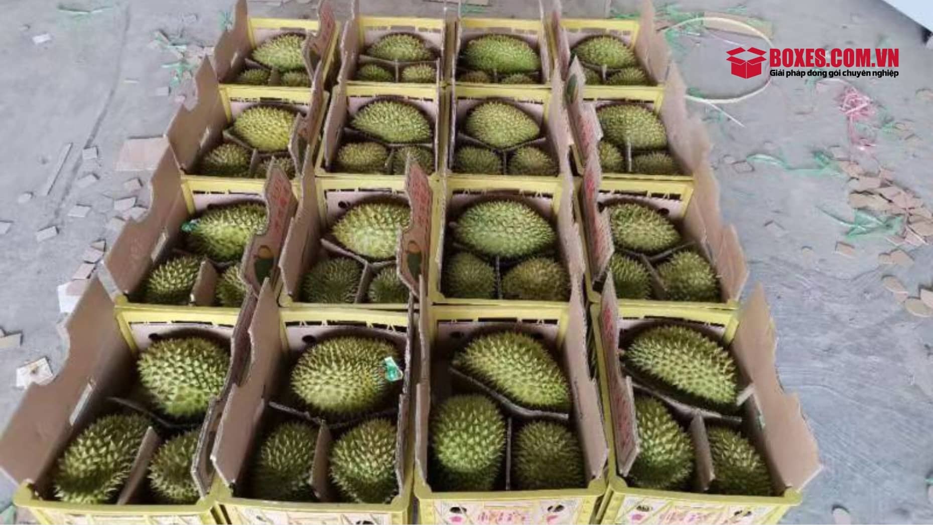 Dùng tấm bìa carton để tạo lớp ngăn cách giữa các quả sầu riêng