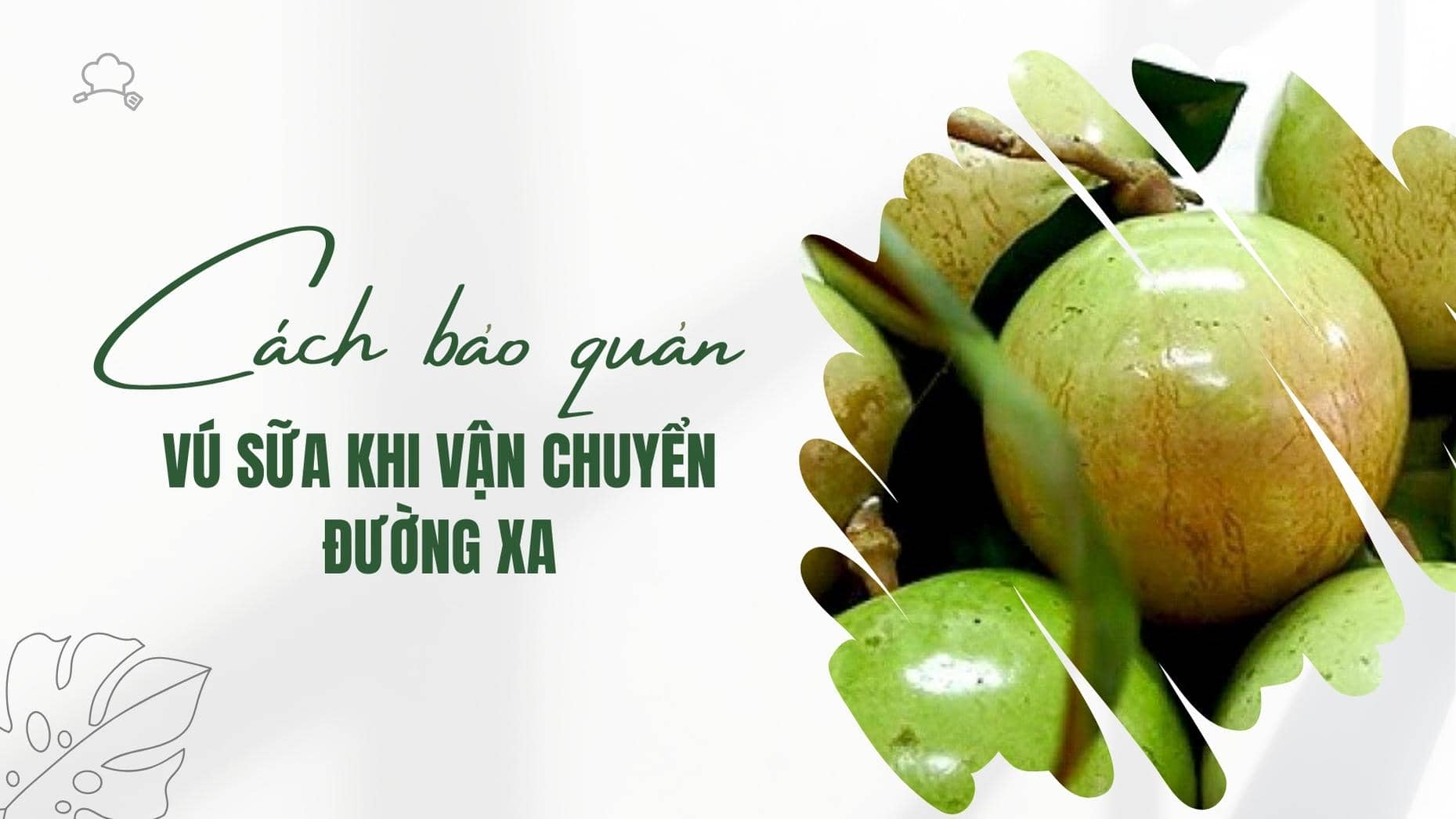 Mách bạn các cách bảo quản vú sữa khi vận chuyển đường xa